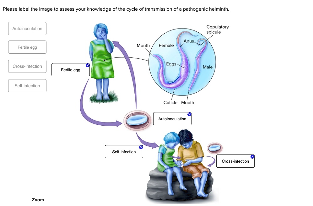 Please Label The Image To Assess Your Knowledge Of The Cycle Of