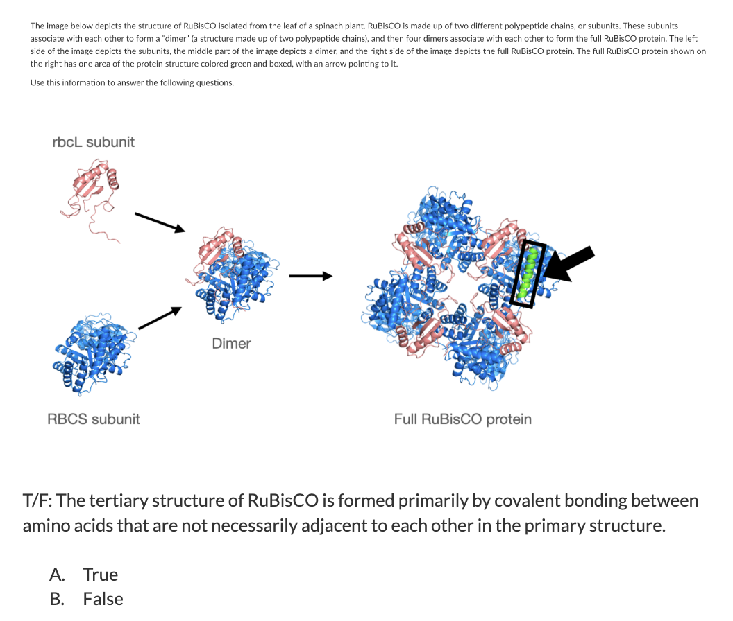 Structure Of Rubisco