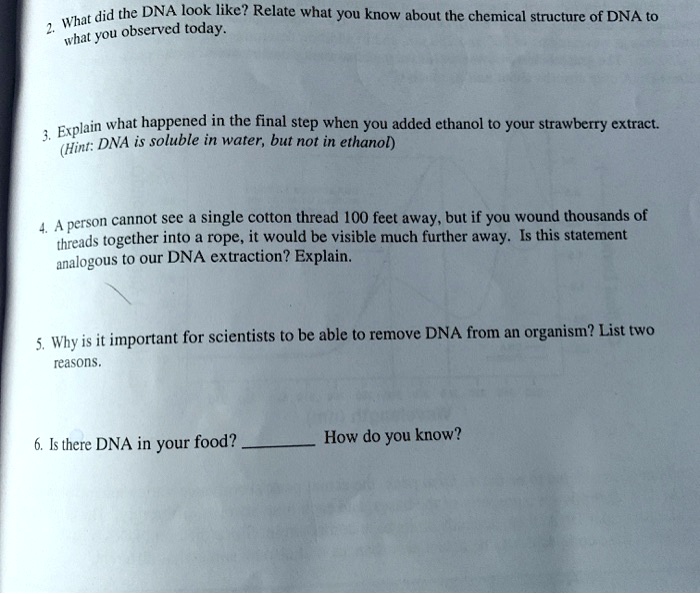 2. What did the DNA look like? Relate what you know about the chemical structure of DNA to what you observed today.

3. Explain what happened in the final step when you added ethanol to your strawberry extract. (Hint: DNA is soluble in water, but not in ethanol)

4. A person cannot see a single cotton thread 100 feet away, but if you wound thousands of threads together into a rope, it would be visible much further away. Is this statement analogous to our DNA extraction? Explain.

5. Why is it important for scientists to be able to remove DNA from an organism? List two reasons.

6. Is there DNA in your food?  How do you know?