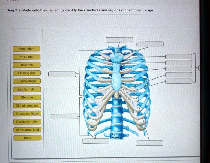 SOLVED: Drag The Labels Onto The Diagram To Identify The, 06/19/2024