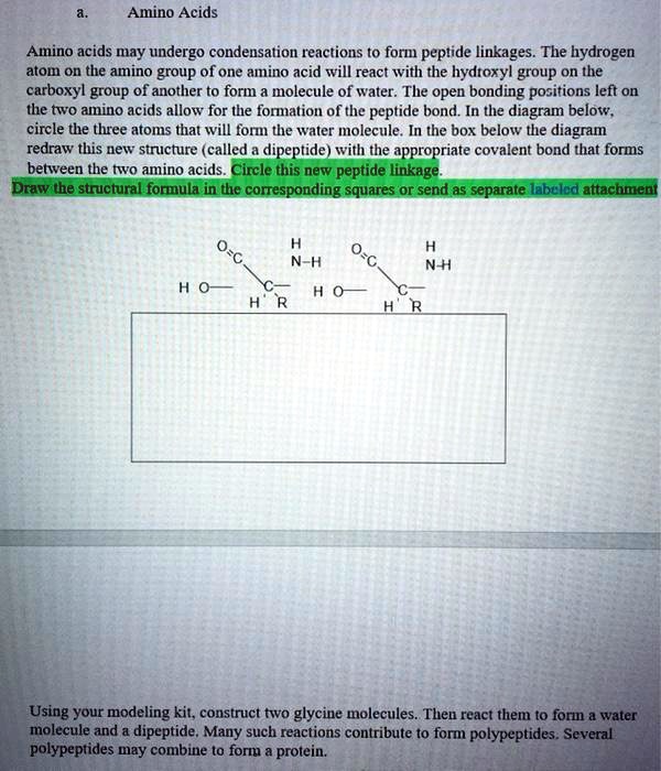 SOLVED Amino Acids Amino acids may undergo condensation reactions to