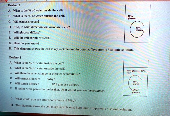 Beaker 2
A. What is the % of water inside the cell?
B. What is the % of water outside the cell?
C. Will osmosis occur?
D. If so, in what direction will osmosis occur?
E. Will glucose diffuse?
F. Will the cell shrink or swell?
G. How do you know?
H. This diagram shows the cell in a(n) (circle one) hypotonic / hypertonic / isotonic solution.
Beaker 3
A. What is the % of water inside the cell?
B. What is the % of water outside the cell?
C. Will there be a net change in these concentrations?
D. Will osmosis occur? Why?
E. Will starch diffuse? Will glucose diffuse?
F. If iodine were placed in the beaker, what would you see immediately?
G. What would you see after several hours? Why?
H. This diagram shows the cell in a(n) (circle one) hypotonic / hypertonic / isotonic solution.