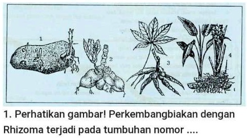 SOLVED: dijawab yah jangan ngasal 1. Perhatikan gambar ...