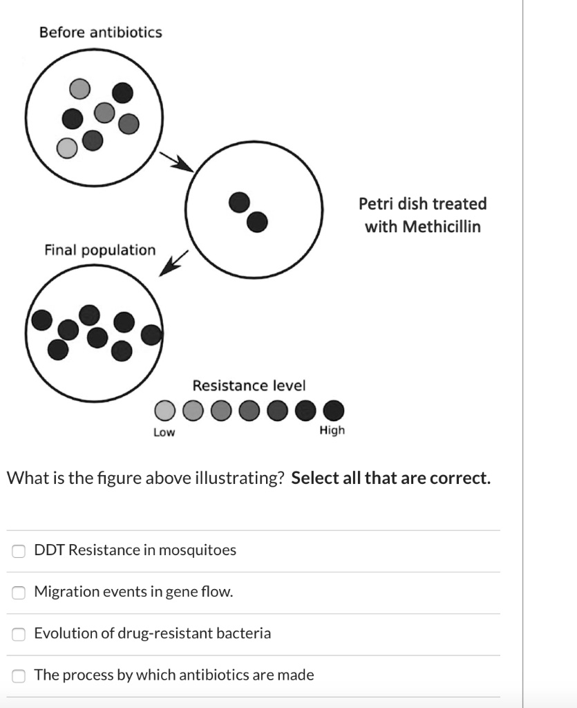 SOLVED Before antibiotics Petri dish treated with Methicillin Final