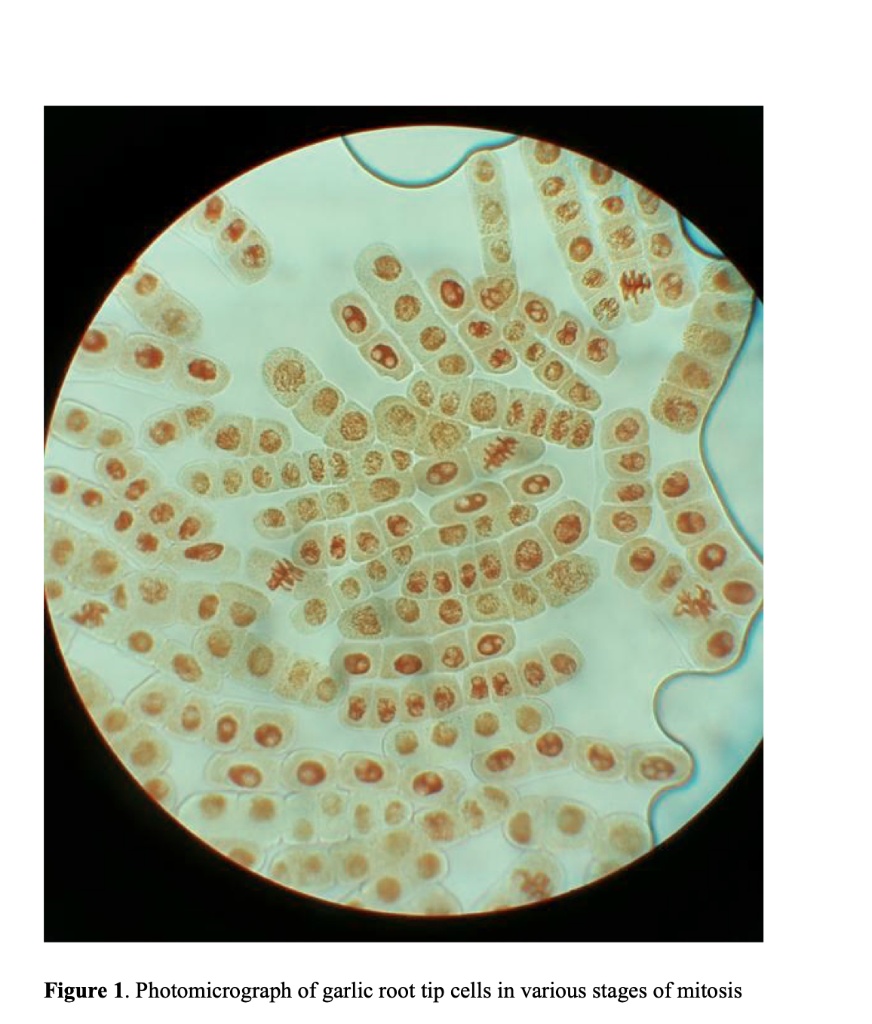 SOLVED Figure 1. Photomicrograph of garlic root tip cells in various
