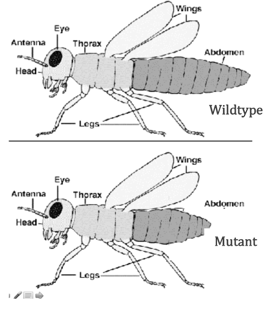 SOLVED: Wings Eye Antenna Thorax Abdomen Head Wildtype Lcgs Eye Antenna ...