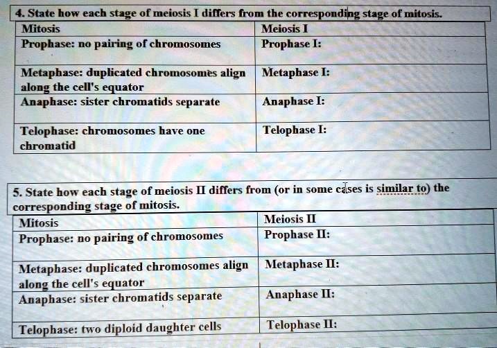 4. State how each stage of meiosis I differs from the corresponding stage of mitosis.
Mitosis Meiosis I
Prophase: no pairing of chromosomes Prophase I:
Metaphase: duplicated chromosomes align along the cell's equator Metaphase I:
Anaphase: sister chromatids separate Anaphase I:
Telophase: chromosomes have one chromatid Telophase I:

5. State how each stage of meiosis II differs from (or in some cases is similar to) the corresponding stage of mitosis.
Mitosis Meiosis II
Prophase: no pairing of chromosomes Prophase II:
Metaphase: duplicated chromosomes align along the cell's equator Metaphase II:
Anaphase: sister chromatids separate Anaphase II:
Telophase: two diploid daughter cells Telophase II: