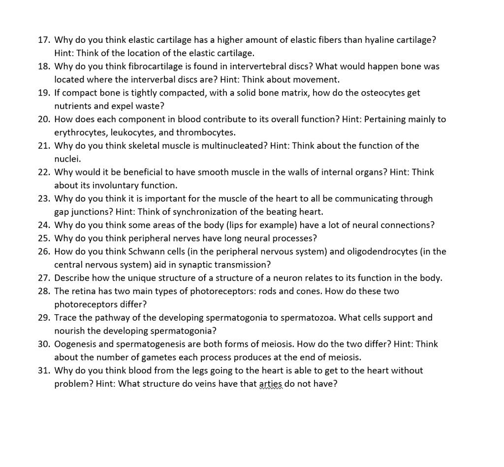 17. Why do you think elastic cartilage has a higher amount of elastic fibers than hyaline cartilage? Hint: Think of the location of the elastic cartilage.
18. Why do you think fibrocartilage is found in intervertebral discs? What would happen bone was located where the interverbal discs are? Hint: Think about movement.
19. If compact bone is tightly compacted, with a solid bone matrix, how do the osteocytes get nutrients and expel waste?
20. How does each component in blood contribute to its overall function? Hint: Pertaining mainly to erythrocytes, leukocytes, and thrombocytes.
21. Why do you think skeletal muscle is multinucleated? Hint: Think about the function of the nuclei.
22. Why would it be beneficial to have smooth muscle in the walls of internal organs? Hint: Think about its involuntary function.
23. Why do you think it is important for the muscle of the heart to all be communicating through gap junctions? Hint: Think of synchronization of the beating heart.
24. Why do you think some areas of the body (lips for example) have a lot of neural connections?
25. Why do you think peripheral nerves have long neural processes?
26. How do you think Schwann cells (in the peripheral nervous system) and oligodendrocytes (in the central nervous system) aid in synaptic transmission?
27. Describe how the unique structure of a structure of a neuron relates to its function in the body.
28. The retina has two main types of photoreceptors: rods and cones. How do these two photoreceptors differ?
29. Trace the pathway of the developing spermatogonia to spermatozoa. What cells support and nourish the developing spermatogonia?
30. Oogenesis and spermatogenesis are both forms of meiosis. How do the two differ? Hint: Think about the number of gametes each process produces at the end of meiosis.
31. Why do you think blood from the legs going to the heart is able to get to the heart without problem? Hint: What structure do veins have that arties do not have?