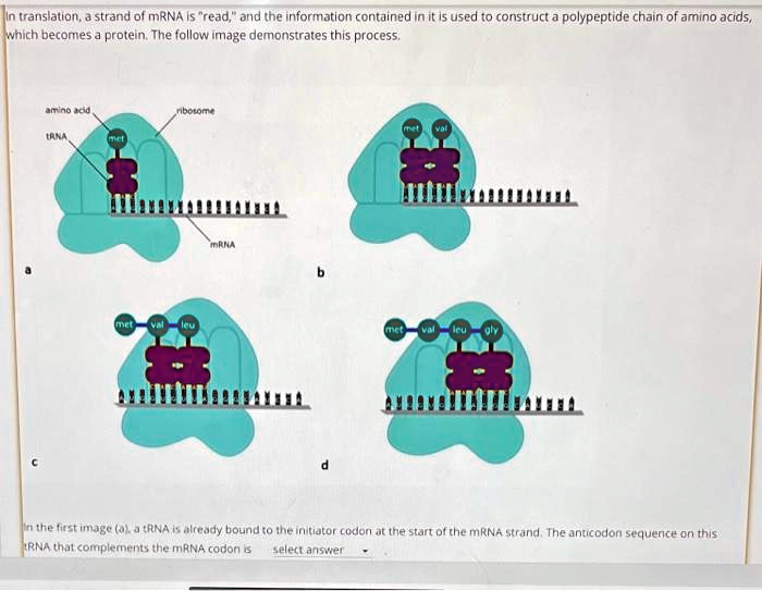 In translation, a strand of mRNA is "read," and the information ...