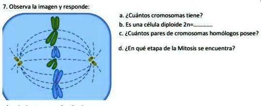 SOLVED: ME AYUDAN CON ESTA TAREA POR FAVOR ES URGENTE Observa la imagen