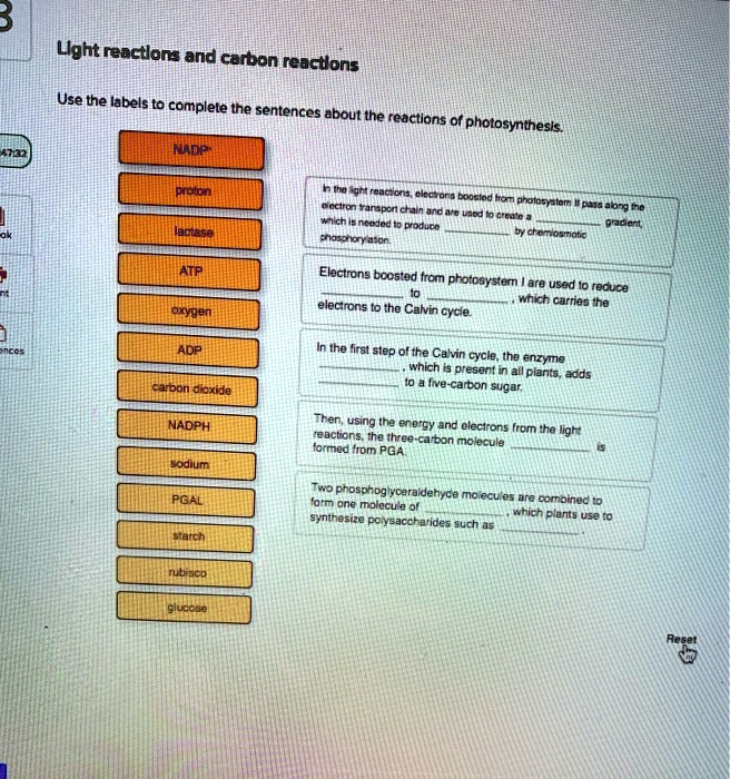 Ught Reactlona And Carbon Reactlons Use The Labels To Complete The Sentences About The