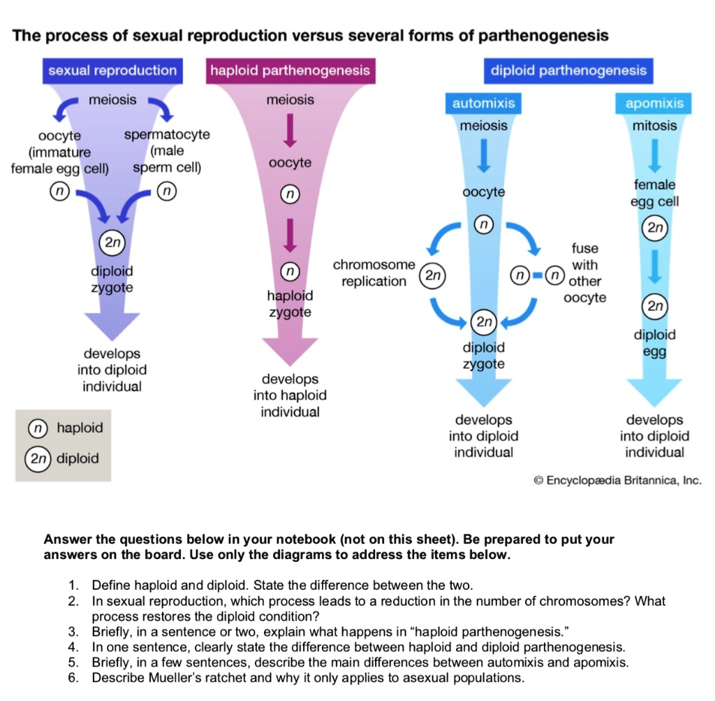 SOLVED The process of sexual reproduction versus several forms of