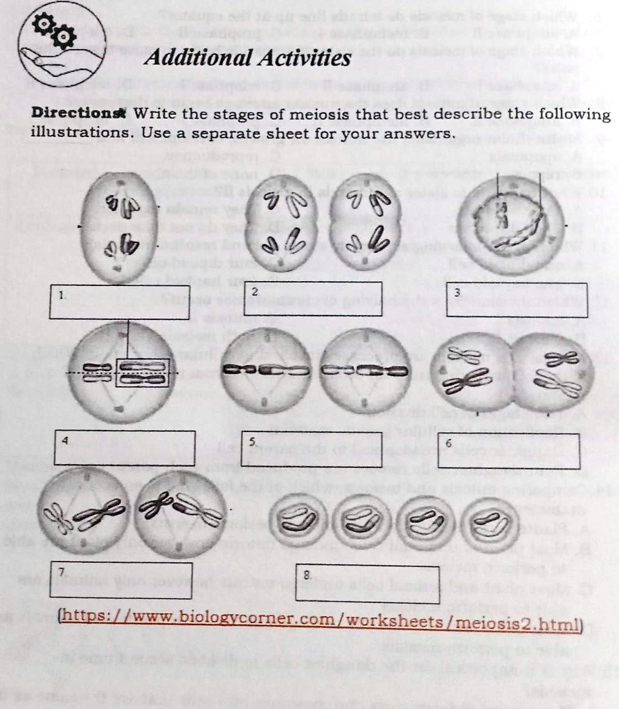 SOLVED: Directions: Write the stages of meiosis that best describe the ...