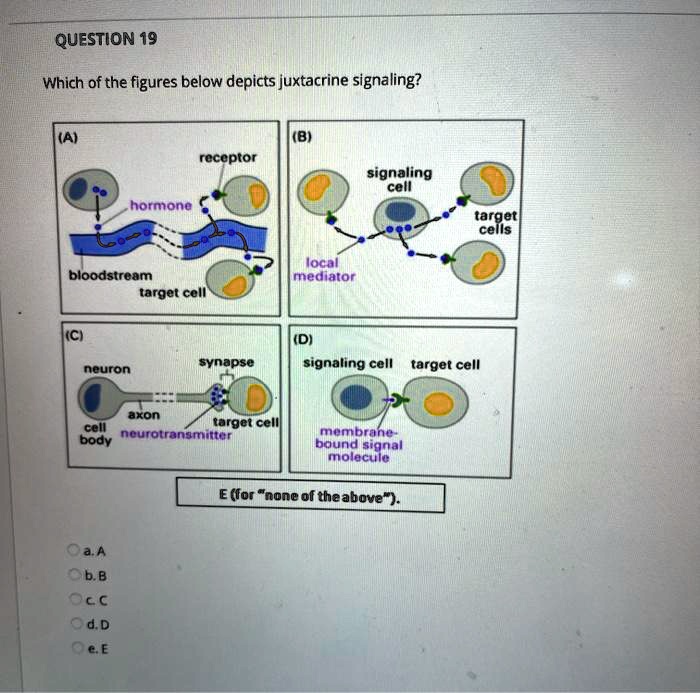 SOLVED Which of the figures below depicts juxtacrine signaling
