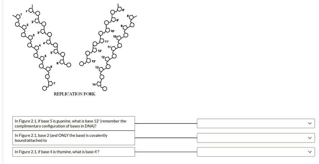 SOLVED REPLICATION FORK In Figure 2 1 if Base Is Guanine What Is Base solved-replication-fork-in-figure-2-1-if-base-is-guanine-what-is-base