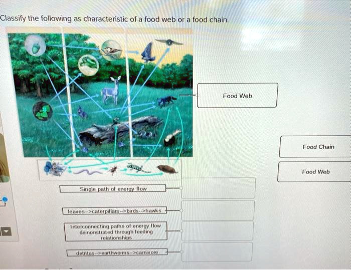 solved-classify-the-following-as-characteristic-of-a-food-web-or-food