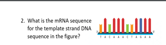 SOLVED: 2. What is the mRNA sequence for the template strand DNA ...