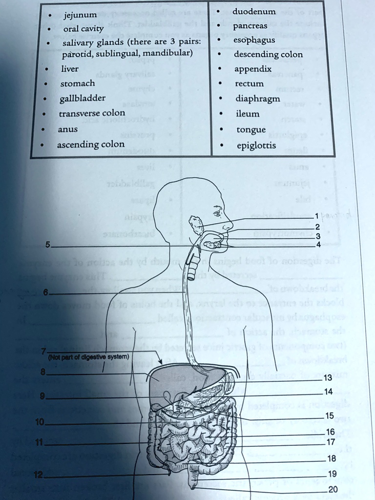 SOLVED: Please label the structures: - Duodenum - Jejunum - Oral cavity ...