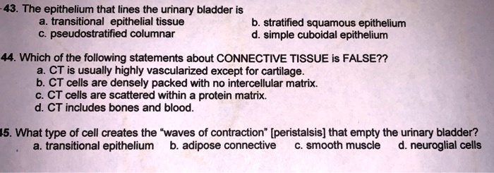 Solved:the Epithelium That Lines The Urinary Bladder Is A. Transitional Epithelial  Tissue Stratified Squamous Epithelium Pseudostratified Columnar D. Simple  Cuboidal Epithelium 44. Which Of The Following Statements About Connective  Tissue Is False?? Solved:the Epithelium That Lines The Urinary Bladder Is A. Transitional Epithelial  Tissue Stratified Squamous Epithelium Pseudostratified Columnar D. Simple  Cuboidal Epithelium 44. Which Of The Following Statements About Connective  Tissue Is False??