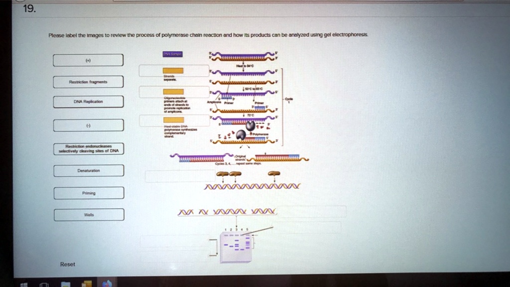 Please label the Images to review the process of polymerase chain reaction and how its products can be analyzed using gel electrophoresis.
(+)
Restriction fragments
DNA Replication
(-)
Restriction endonucleases selectively cleaving sites of DNA
Denaturation
Priming
Wells
DNA Sample
Strands separate.
Heat to 94°C
50°C to 65°C
Oligonucleotide primers attach at ends of strands to promote replication of amplicons.
Amplicons
Primer
72°C
Heat-stable DNA polymerase synthesizes complementary strand.
Polymerase
Original strands
Cycles 3, 4, ... repeat same steps.
1 2 3 4 5
