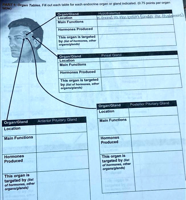 SOLVED Organ/Gland Location Main Functions Hypothalamus found in the