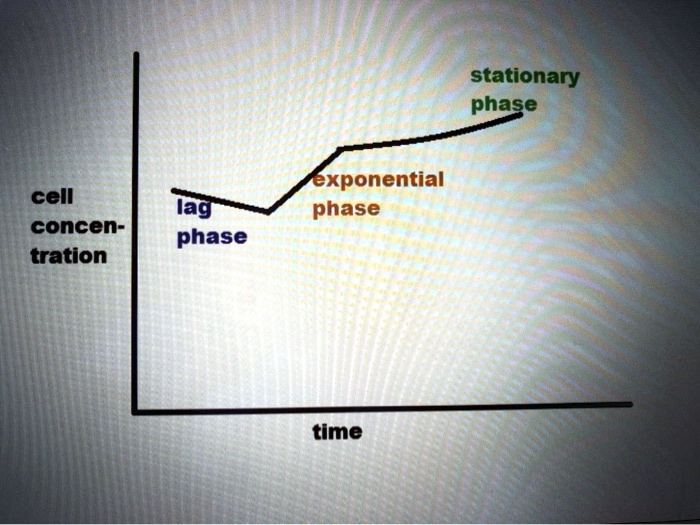 stationary
phase
exponential
phase
cell
concen-
tration
lag
phase
time