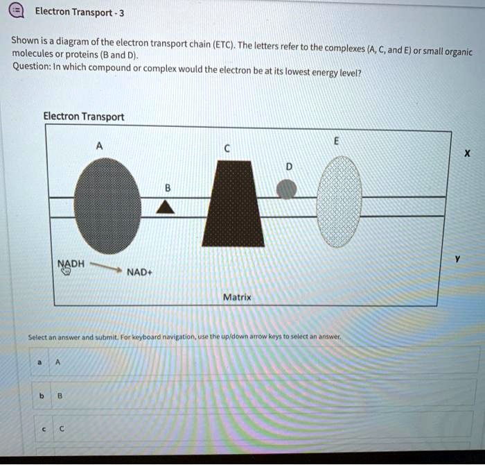 SOLVED: Electron Transport Shown is a diagram of the electron transport ...