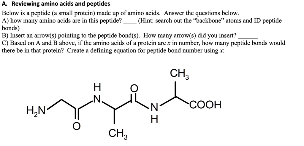A. Reviewing amino acids and peptides Below is a peptide (a...