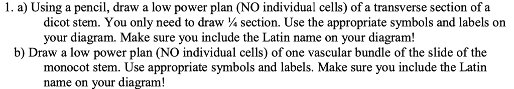 1. a) Using a pencil, draw a low power plan (NO individual cells) of a transverse section of a dicot stem. You only need to draw ¼ section. Use the appropriate symbols and labels on your diagram. Make sure you include the Latin name on your diagram!
b) Draw a low power plan (NO individual cells) of one vascular bundle of the slide of the monocot stem. Use appropriate symbols and labels. Make sure you include the Latin name on your diagram!