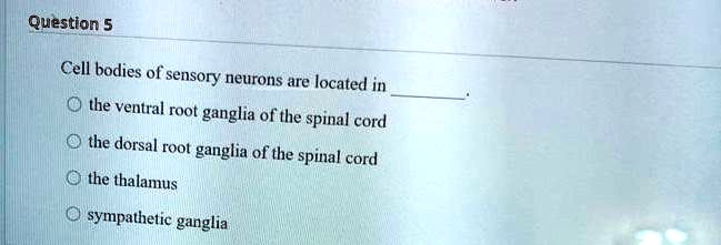 Cell bodies of sensory neurons are located in the ventral root ganglia ...
