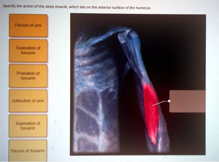 SOLVED Specify the action of the deep muscle, which lies on the