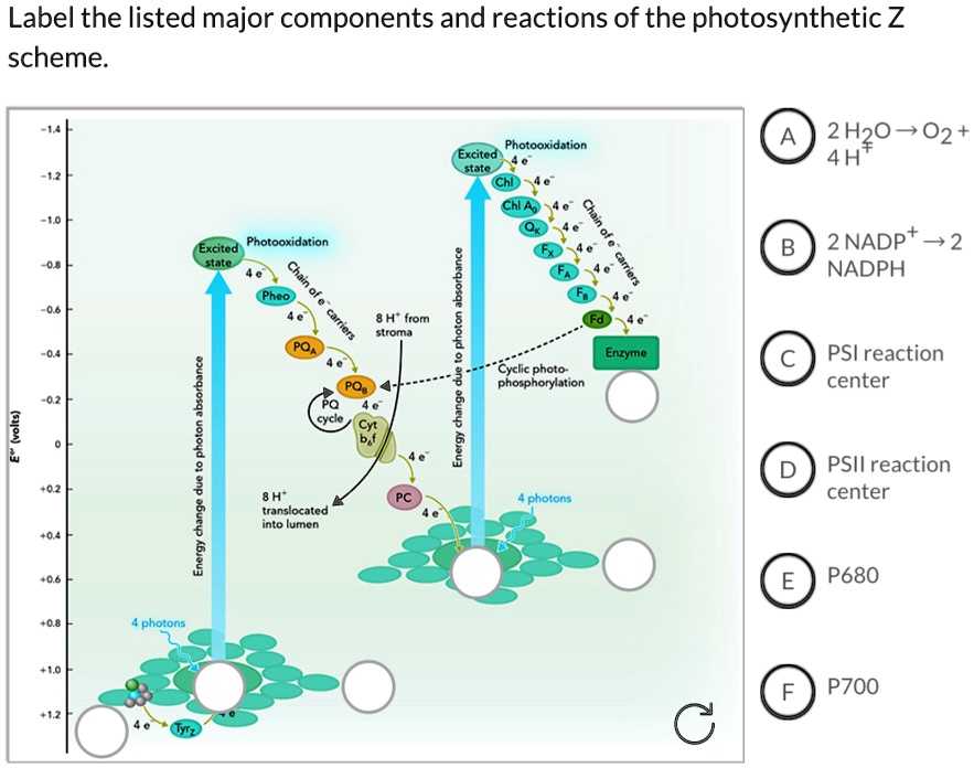 Texts Label the listed major components and reactions of the