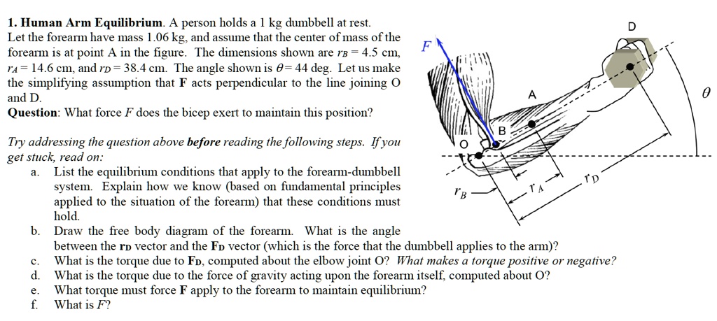 1. Human Arm Equilibrium. A person holds a 1 kg dumbbell at rest.
Let the forearm have mass 1.06 kg, and assume that the center of mass of the
forearm is at point A in the figure. The dimensions shown are rB = 4.5 cm,
rA = 14.6 cm, and rD = 38.4 cm. The angle shown is ? = 44 deg. Let us make
the simplifying assumption that F acts perpendicular to the line joining O
and D.
Question: What force F does the bicep exert to maintain this position?

Try addressing the question above before reading the following steps. If you
get stuck, read on:
a. List the equilibrium conditions that apply to the forearm-dumbbell
system. Explain how we know (based on fundamental principles
applied to the situation of the forearm) that these conditions must
hold.
b. Draw the free body diagram of the forearm. What is the angle
between the rD vector and the FD vector (which is the force that the dumbbell applies to the arm)?
c. What is the torque due to FD, computed about the elbow joint O? What makes a torque positive or negative?
d. What is the torque due to the force of gravity acting upon the forearm itself, computed about O?
e. What torque must force F apply to the forearm to maintain equilibrium?
f. What is F?
