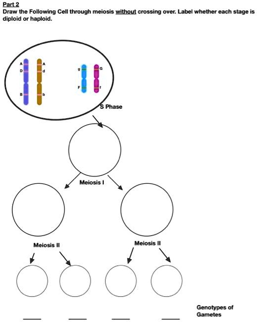 SOLVED: Patt 2 Draw the Following Cell through meiosis without crossing ...