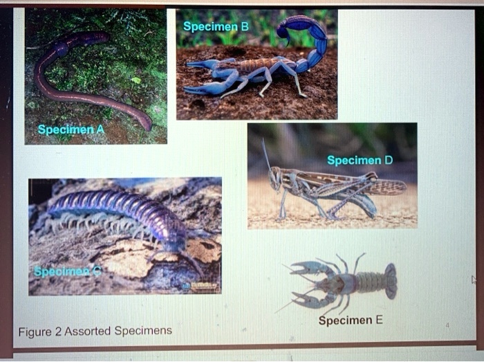 [GET ANSWER] Specimen B Specimen A Specimen D Specimen C Specimen E ...