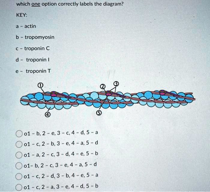 which one option correctly labels the diagram?
KEY:
a - actin
b - tropomyosin
c - troponin C
d - troponin I
e - troponin T
?
?
?
?
?
o 1 - b, 2 - e, 3 - c, 4 - d, 5 - a
o 1 - c, 2 - b, 3 - e, 4 - a, 5 - d
o 1 - a, 2 - c, 3 - d, 4 - e, 5 - b
o 1 - b, 2 - c, 3 - e, 4 - a, 5 - d
o 1 - c, 2 - d, 3 - b, 4 - e, 5 - a
o 1 - c, 2 - a, 3 - e, 4 - d, 5 - b