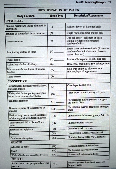 Solved: Title: Identification Of Tissues Body Location: Epithelial 