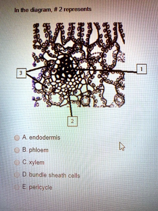 SOLVED:In the diagram, # 2 represents FTI) A: endodermis B. phloem C ...