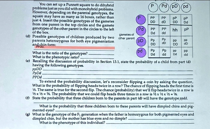You can set up a Punnett square to do dihybrid problems just as you did with monohybrid problems. However, depending on the parental genotypes, the square may have as many as 16 boxes, rather than just 4. Insert the possible genotypes of the gametes from one parent in the top circles and the gamete genotypes of the other parent in the circles to the left of the box.
(d) Possible genotypes of children produced by two parents heterozygous for both eye pigmentation and chin form:
What is the ratio of the genotypes?
What is the phenotypic ratio?
(e) Recalling the discussion of probability in Section 13.1, state the probability of a child from part (d) having the following genotypes.
ppDD
PpDd
PPDd
To extend the probability discussion, let's reconsider flipping a coin by asking the question, What is the probability of flipping heads twice in a row? The chance of flipping heads the first time is 1/2. The same is true for the second flip. The chance (probability) that we'll flip heads twice in a row is 1/2 x 1/2 = 1/4. The probability that we could flip heads three times in a row is 1/2 x 1/2 x 1/2 = 1/8.
(f) State the probability that three children born to the parents in part (d) will have the genotype ppdd.
What is the probability that three children born to these parents will have dimpled chins and pigmented eyes?
(g) What is the genotype of the F1 generation when the father is homozygous for both pigmented eyes and dimpled chin, but the mother has blue eyes and no dimple?
What is the phenotype of this individual?