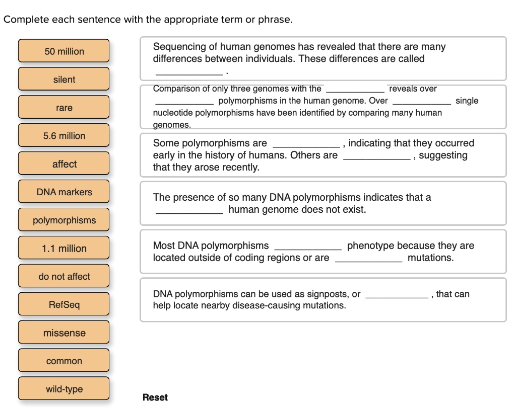 Complete each sentence with the appropriate term or phrase.
50 million
silent
rare
5.6 million
affect
DNA markers
polymorphisms
1.1 million
do not affect
RefSeq
missense
common
wild-type
Sequencing of human genomes has revealed that there are many differences between individuals. These differences are called  .
Comparison of only three genomes with the  reveals over  polymorphisms in the human genome. Over  single nucleotide polymorphisms have been identified by comparing many human genomes.
Some polymorphisms are  , indicating that they occurred early in the history of humans. Others are  , suggesting that they arose recently.
The presence of so many DNA polymorphisms indicates that a  human genome does not exist.
Most DNA polymorphisms  phenotype because they are located outside of coding regions or are  mutations.
DNA polymorphisms can be used as signposts, or  , that can help locate nearby disease-causing mutations.
Reset