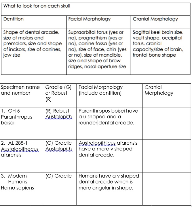 What to look for on each skull Dentition Facial Morphology Cranial ...