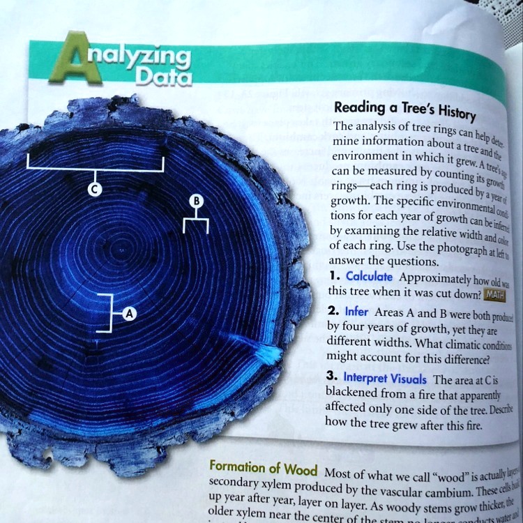 Analyzing Data
Reading a Tree's History
The analysis of tree rings can help determine information about a tree and the environment in which it grew. A tree's age can be measured by counting its growth rings—each ring is produced by a year of growth. The specific environmental conditions for each year of growth can be inferred by examining the relative width and color of each ring. Use the photograph at left to answer the questions.
1. Calculate Approximately how old was this tree when it was cut down? MATH
2. Infer Areas A and B were both produced by four years of growth, yet they are different widths. What climatic conditions might account for this difference?
3. Interpret Visuals The area at C is blackened from a fire that apparently affected only one side of the tree. Describe how the tree grew after this fire.
Formation of Wood Most of what we call "wood" is actually layers of secondary xylem produced by the vascular cambium. These cells build up year after year, layer on layer. As woody stems grow thicker, the older xylem near the center of the stem no longer conducts water and