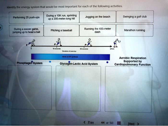 Identify the energy system that would be most important for each of the following activities.
Performing 25 push-ups
During a 10K run, sprinting up a 200-meter-long hill
Jogging on the beach
Swinging a golf club
During a soccer game, jumping up to head a ball
Pitching a baseball
Running the 400-meter dash
Marathon running
Phosphagen System
10 seconds
40 seconds
EPOC
Duration of exercise
Mode of ATP synthesis
Glycogen-Lactic Acid System
Aerobic Respiration Supported by Cardiopulmonary Function