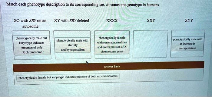 Match each phenotype description to its corresponding sex chromosome genotype in humans.

XO with SRY on an autosome
XY with SRY deleted
XXXX
XXY
XYY

phenotypically male but karyotype indicates presence of only X chromosome

phenotypically male with sterility and hypogonadism

phenotypically female with some abnormalities and overexpression of X chromosome genes

phenotypically male with an increase in average stature

Answer Bank
phenotypically female but karyotype indicates presence of both sex chromosomes