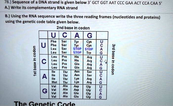 SOLVED: 78.) The sequence of a DNA strand is given below: 3' GCT GGT ...