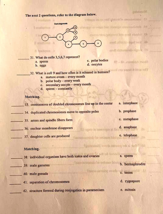 SOLVED The next 2 questions refer to the diagram below. 31. What do