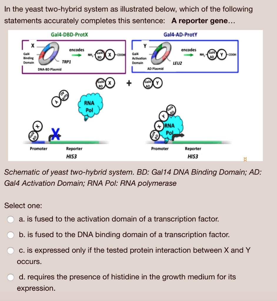 In the yeast two-hybrid system as illustrated below, which of the following statements accurately completes this sentence: A reporter gene...
Gal4-DBD-ProtX
Gal4-AD-ProtY
X
Gal4 Binding Domain
DNA-BD Plasmid
encodes
TRP1
Gal4 BD
X
-COOH
NH2
Y
Gal4 Activation Domain
AD Plasmid
encodes
LEU2
Gal4 AD
Y
-COOH
NH2
Gal4 BD
X
+
Gal4 AD
Y
Y
Gal4 AD
RNA Pol
Gal4 AD
Y
RNA Pol
X
Gal4 BD
X
Gal4 BD
Promoter
Reporter HIS3
Promoter
Reporter HIS3
Schematic of yeast two-hybrid system. BD: Gal4 DNA Binding Domain; AD: Gal4 Activation Domain; RNA Pol: RNA polymerase
Select one:
a. is fused to the activation domain of a transcription factor.
b. is fused to the DNA binding domain of a transcription factor.
c. is expressed only if the tested protein interaction between X and Y occurs.
d. requires the presence of histidine in the growth medium for its expression.