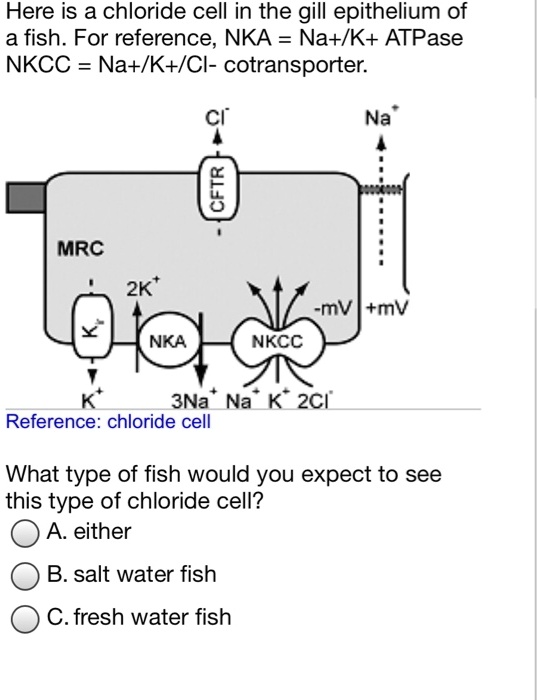 SOLVED Here is a chloride cell in the gill epithelium of a fish. For reference, NKA Na+/K+