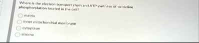where is the electron transport chain and atp synthase of oxidative phosphorylation located in the cell matrix inner mitochondrial membrane cytoplasm stroma 86477