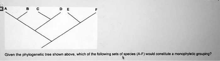 A B C D E F
Given the phylogenetic tree shown above, which of the following sets of species (A-F) would constitute a monophyletic grouping?